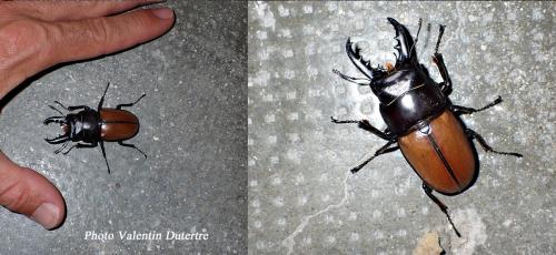 Réf. 336 381 : Prosopocoilus sp.